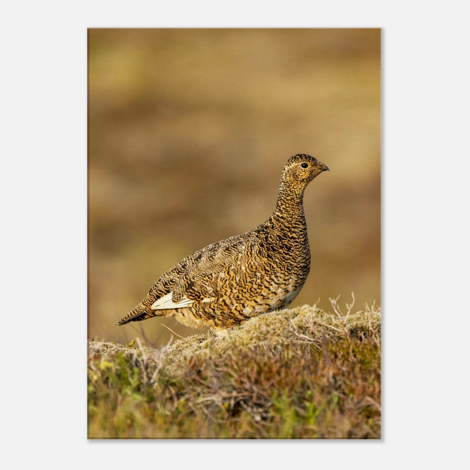 343530b1-6784-4220-9635-cb6afa4cdb94