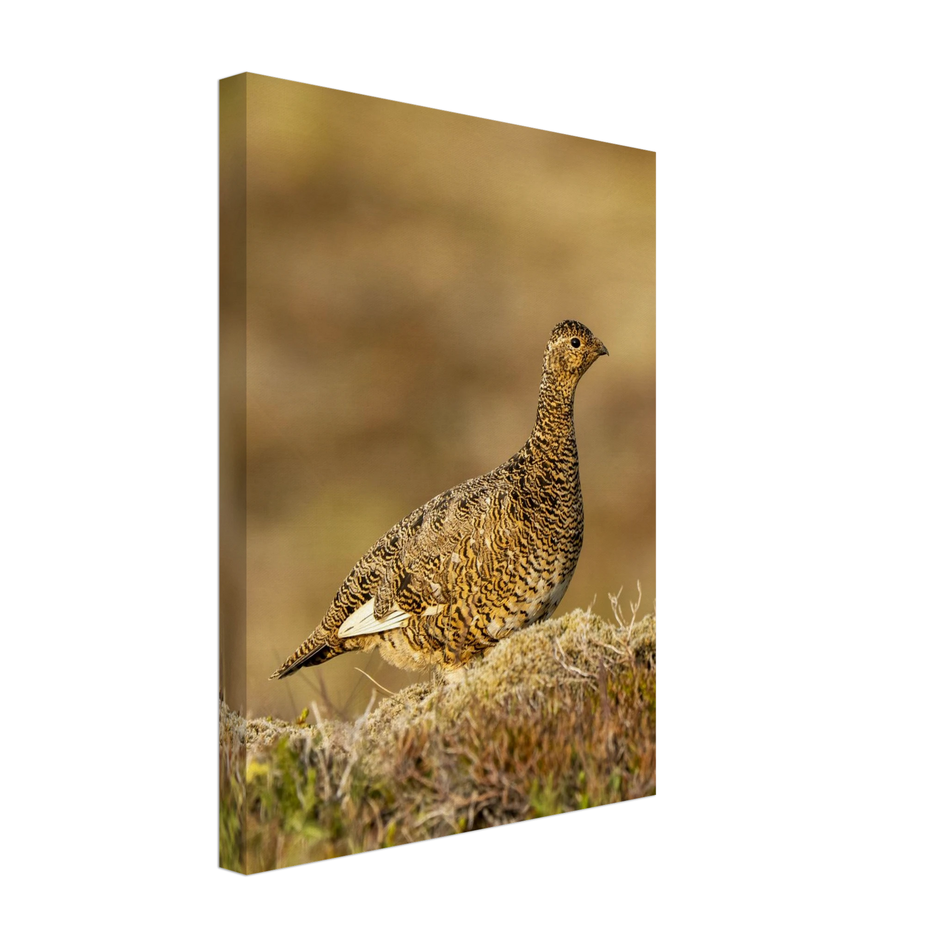 4011248f-6515-471a-beb4-f81b8cb56f8f