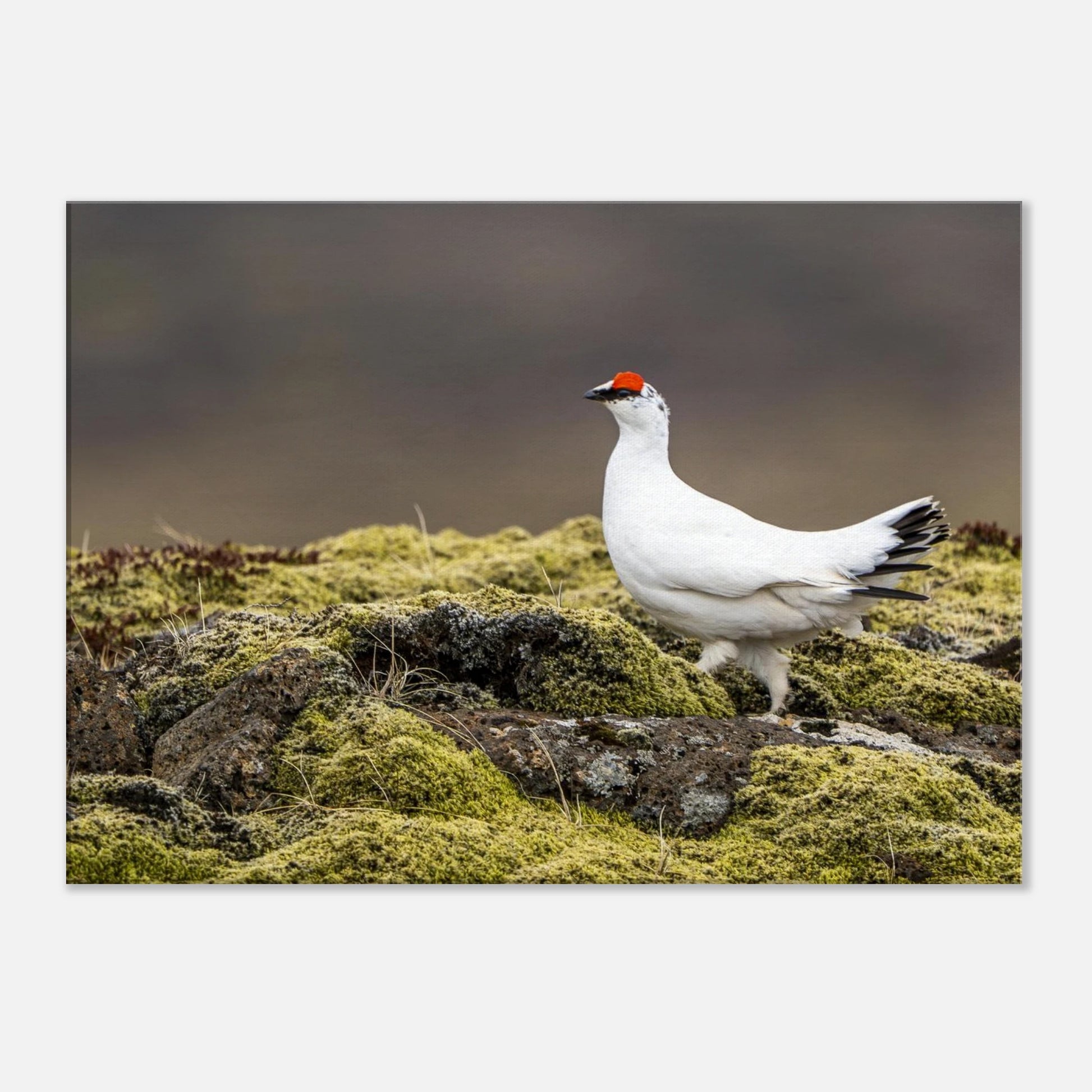 9245e681-f8a2-42e8-b8b5-02e785a8172a