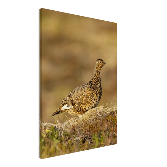 ac4329e0-e434-4803-97f0-761d9b9ef869