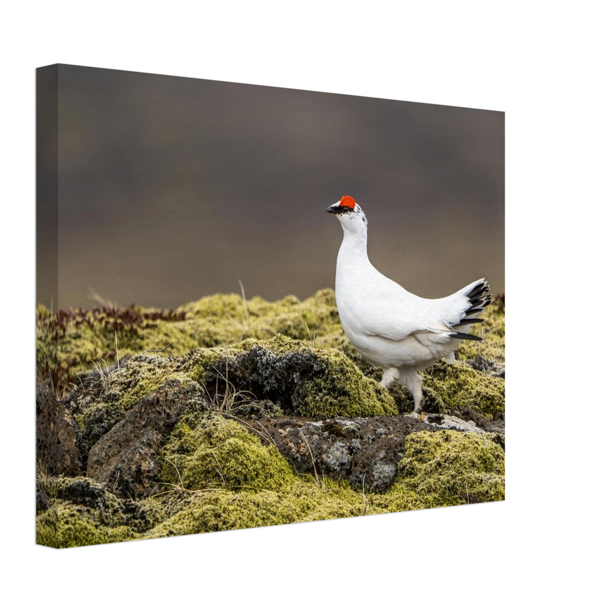 ceb30ff9-c554-4d87-9739-cb385715402d