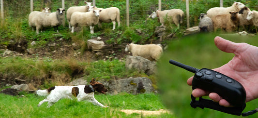 - Strømming av hund er dyrevelferd